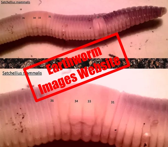 Earthworm images website screenshot