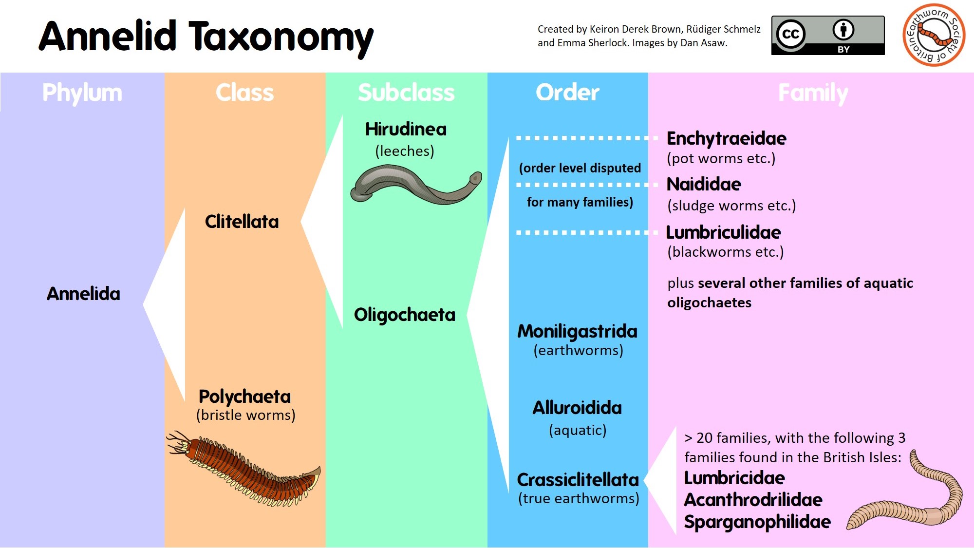 Diagram illustrating some of the groups within the phylum Annelida.