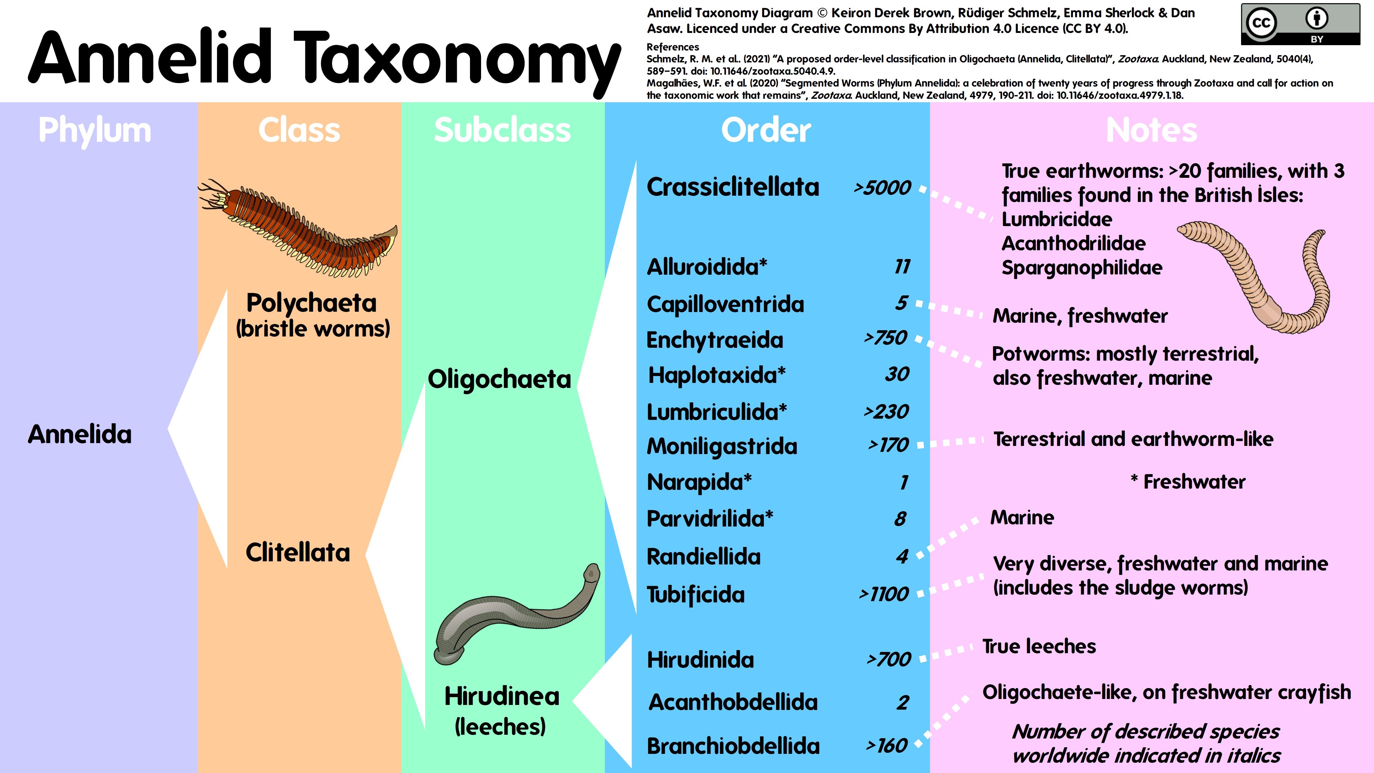 Annelida taxonomy diagram