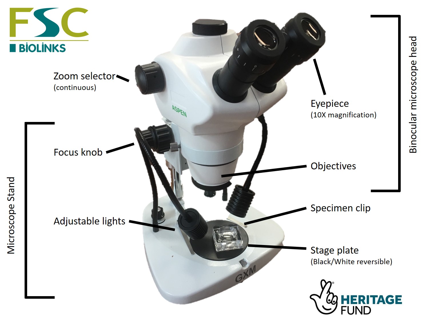 Dissecting microscope diagram