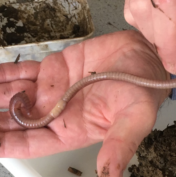 Lumbricus friendi