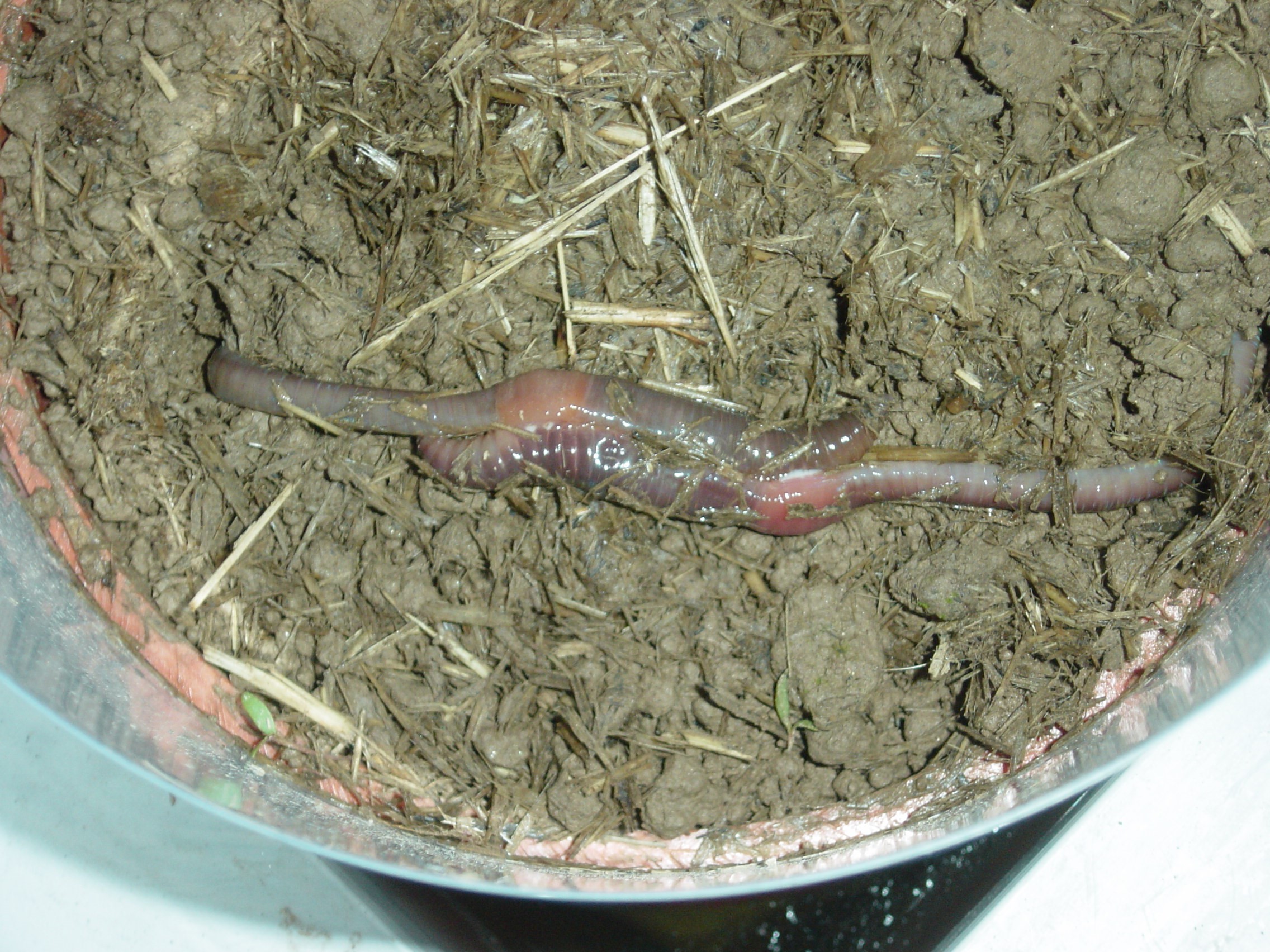 Mating Lumbricus terrestris within an experimental set-up