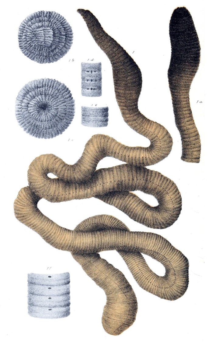 Megascolides australis by Arthur Bartholomew (1833—1903)