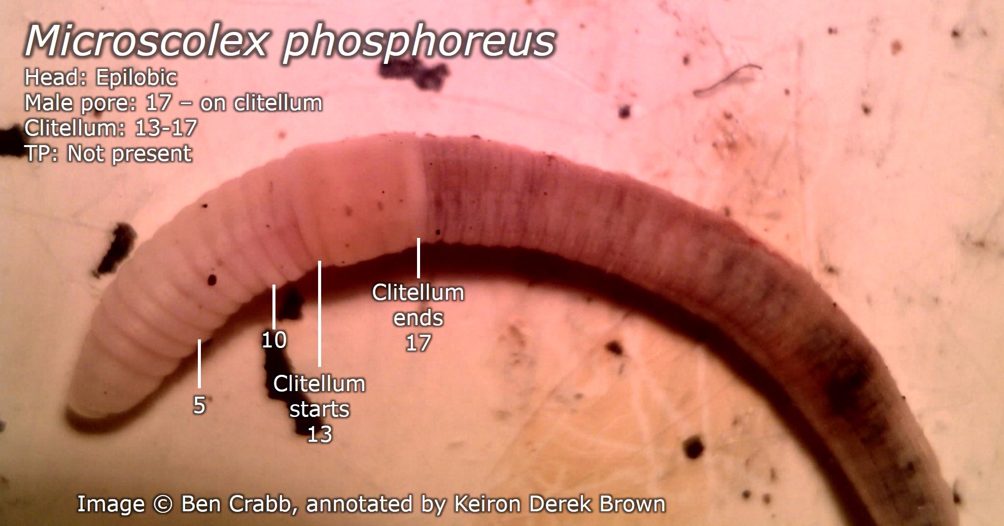 Microscolex phosphoreus