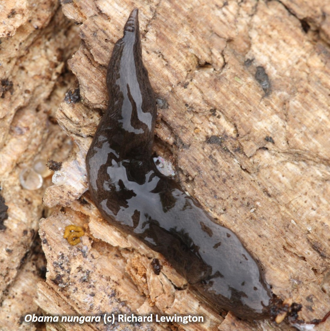 Obama Flatworm (c) Richard Lewington (all rights reserved)