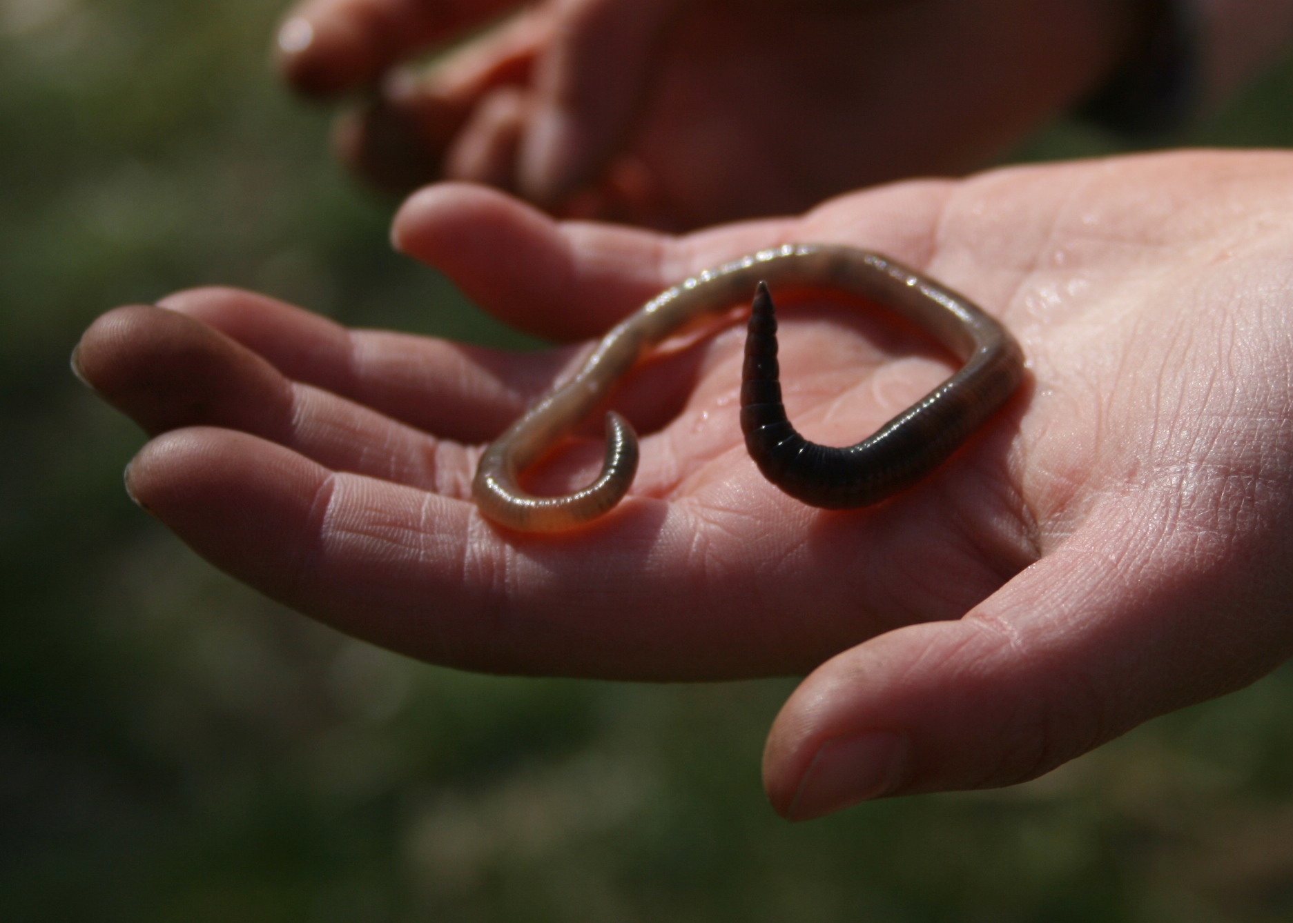Earthworm in the hand